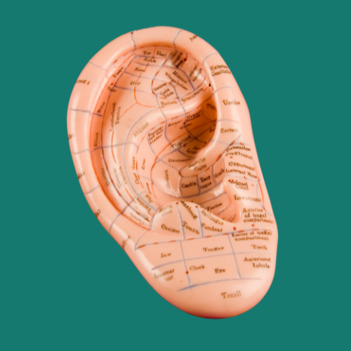 Nogier's ear map graphic
